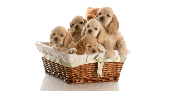 Adorable Cocker Spaniel Puppies