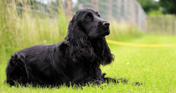 English Cocker Spaniel