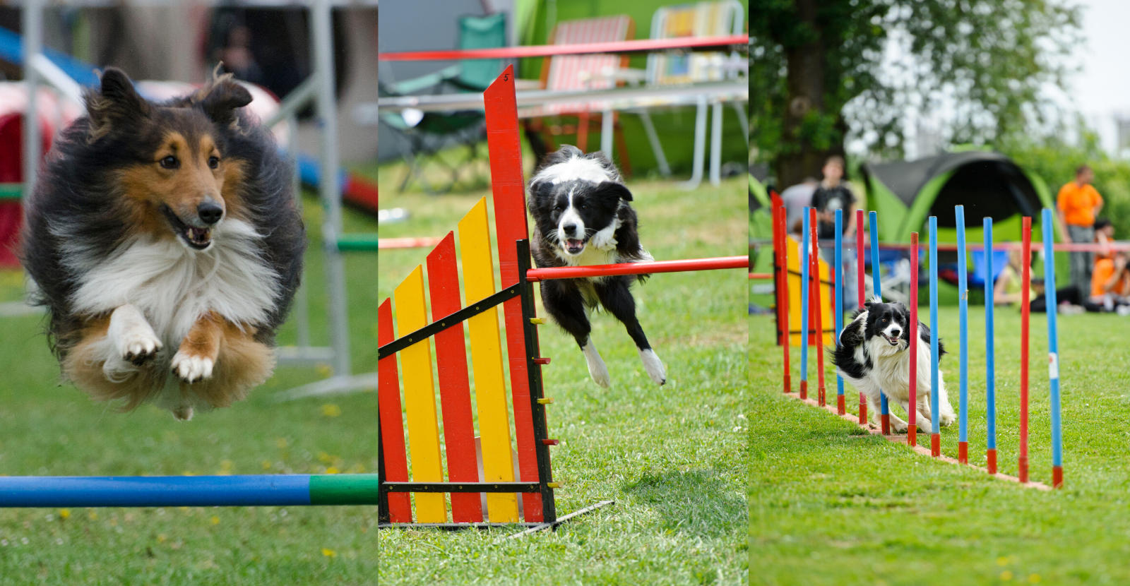 Agility dog