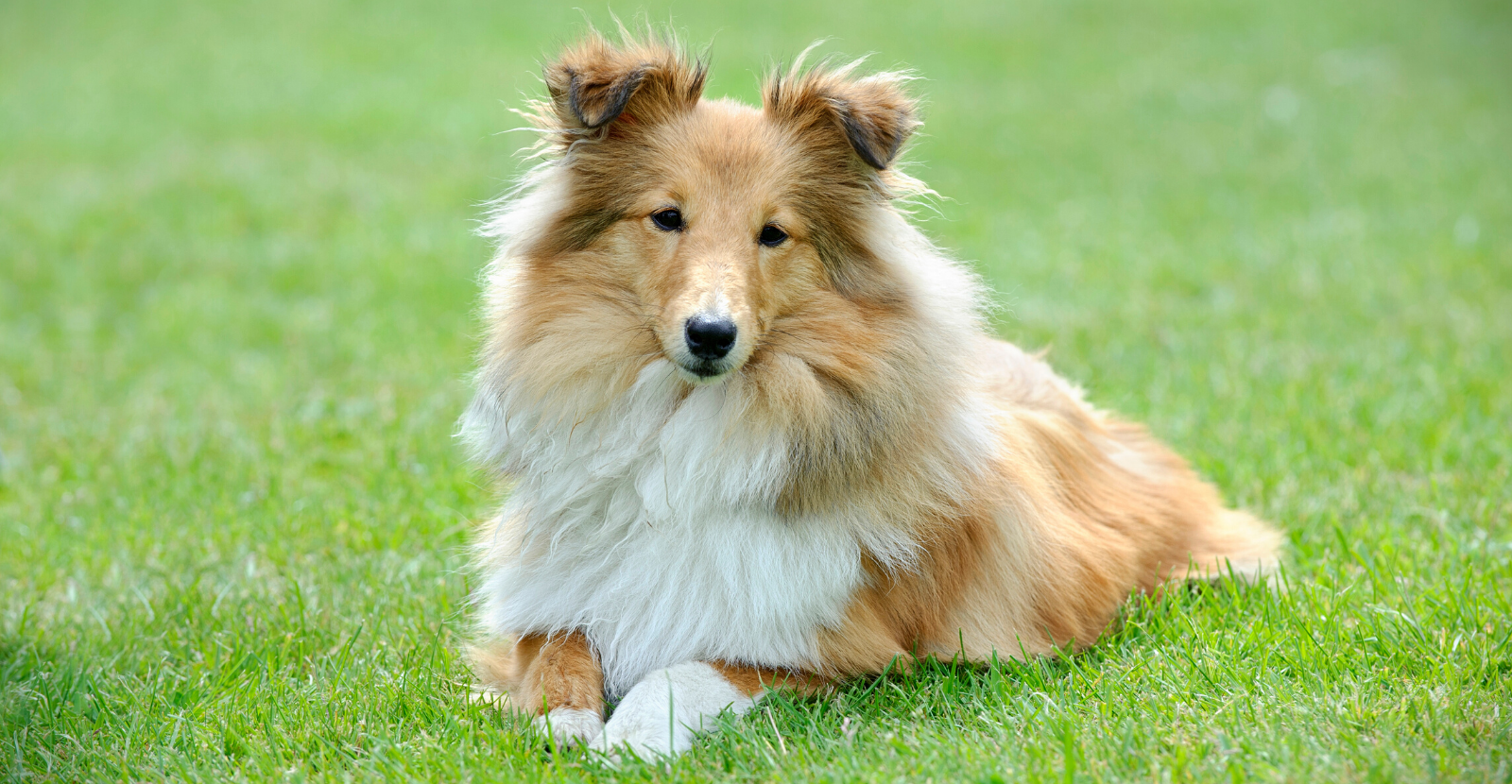 Shetland Sheepdog