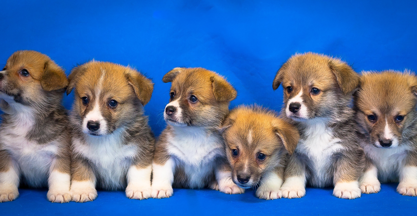 Beautiful Corgi Puppies