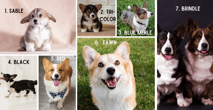 Beautiful Corgi colors