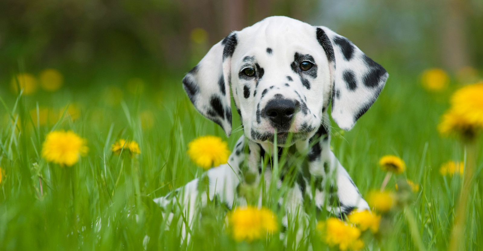 Dalmatian Puppy