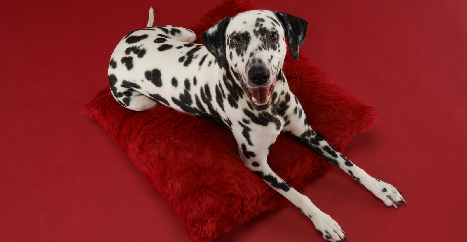 Dalmatian in Red