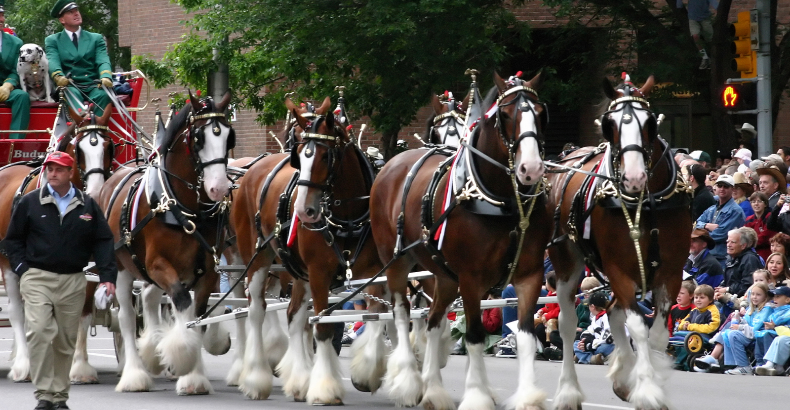 Dalmatian riding with Clydesdales