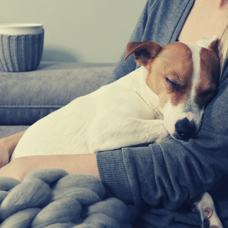 Snuggle your dog and relax by the fire