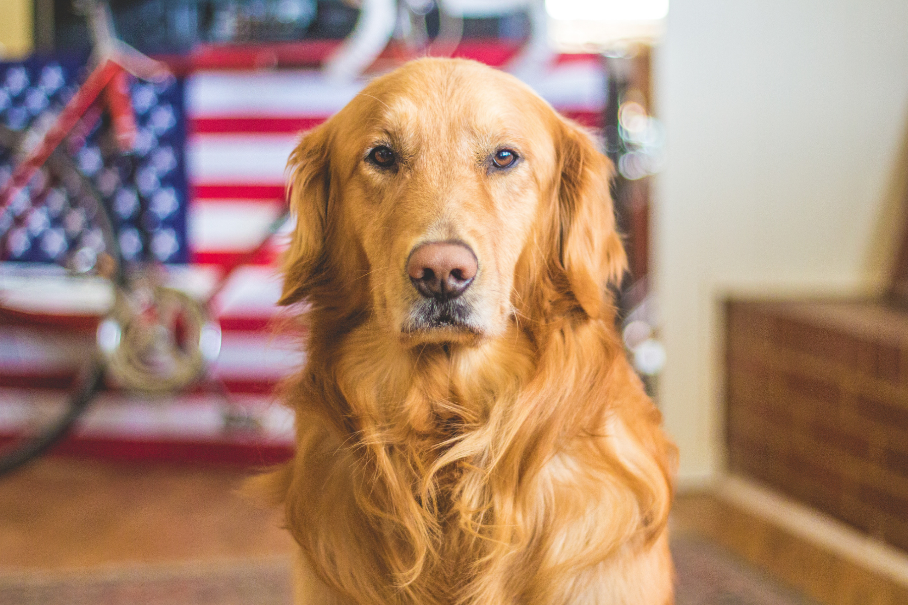 All-American Golden