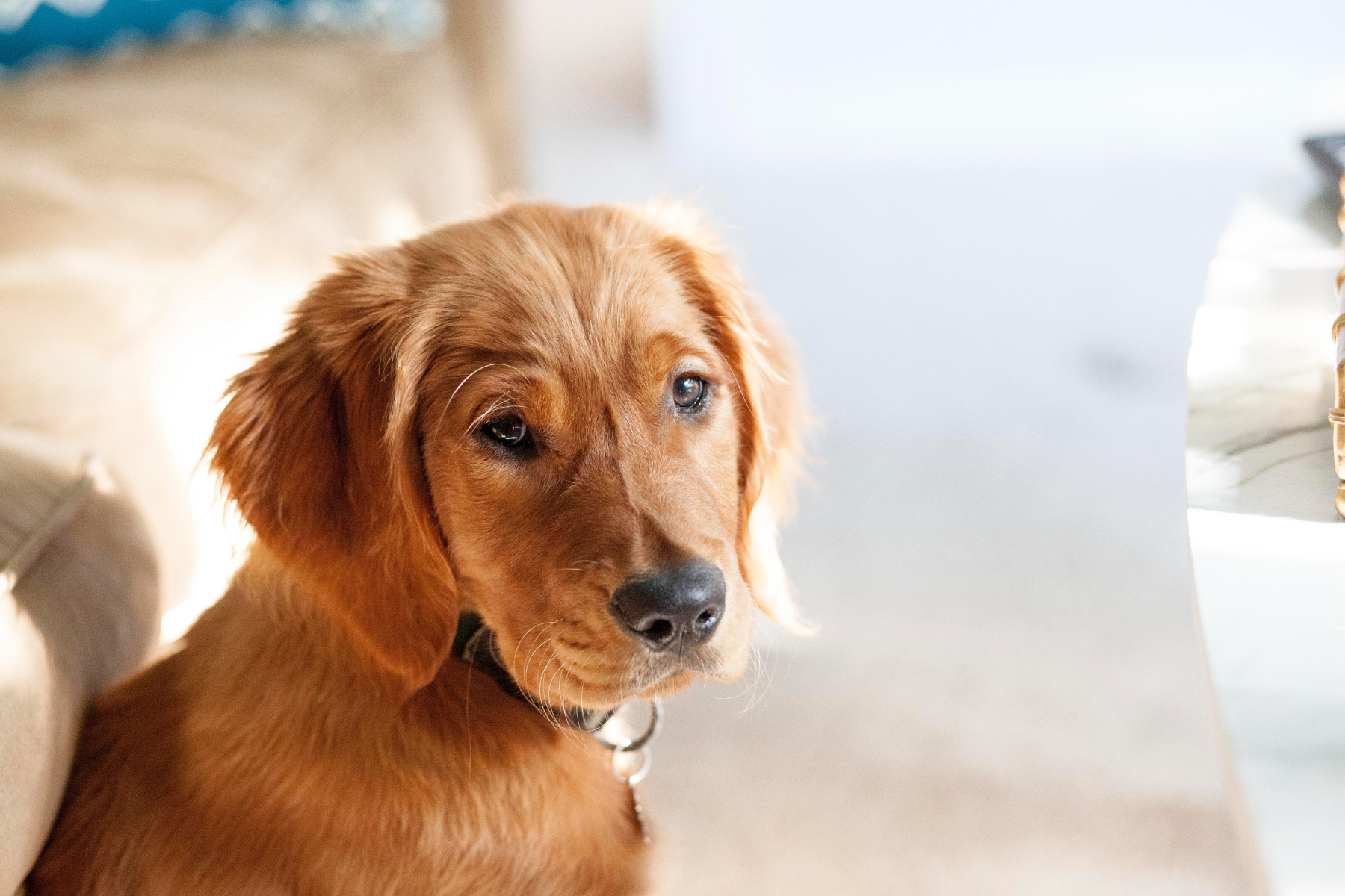 Beauty of a Golden