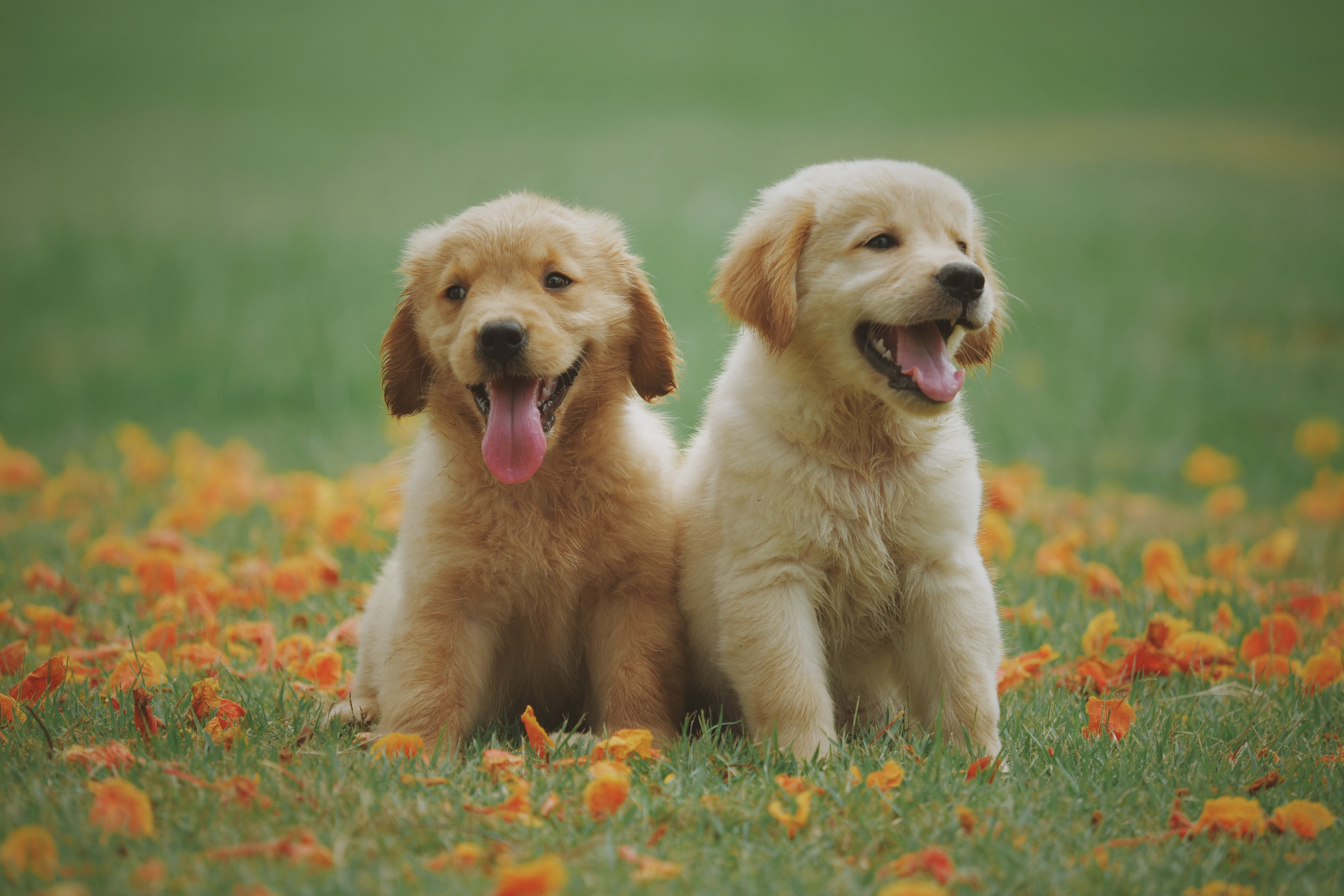 Two adorable golden puppies