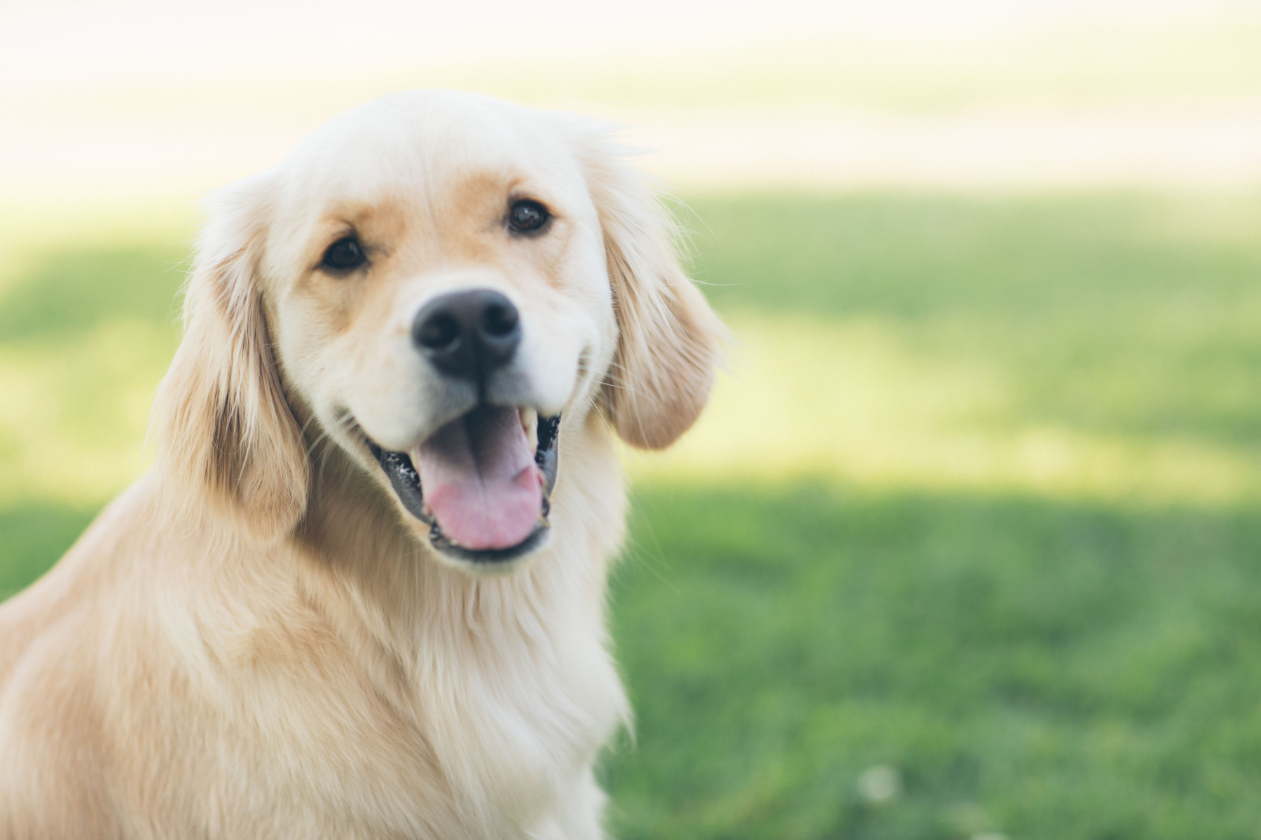 unique white golden