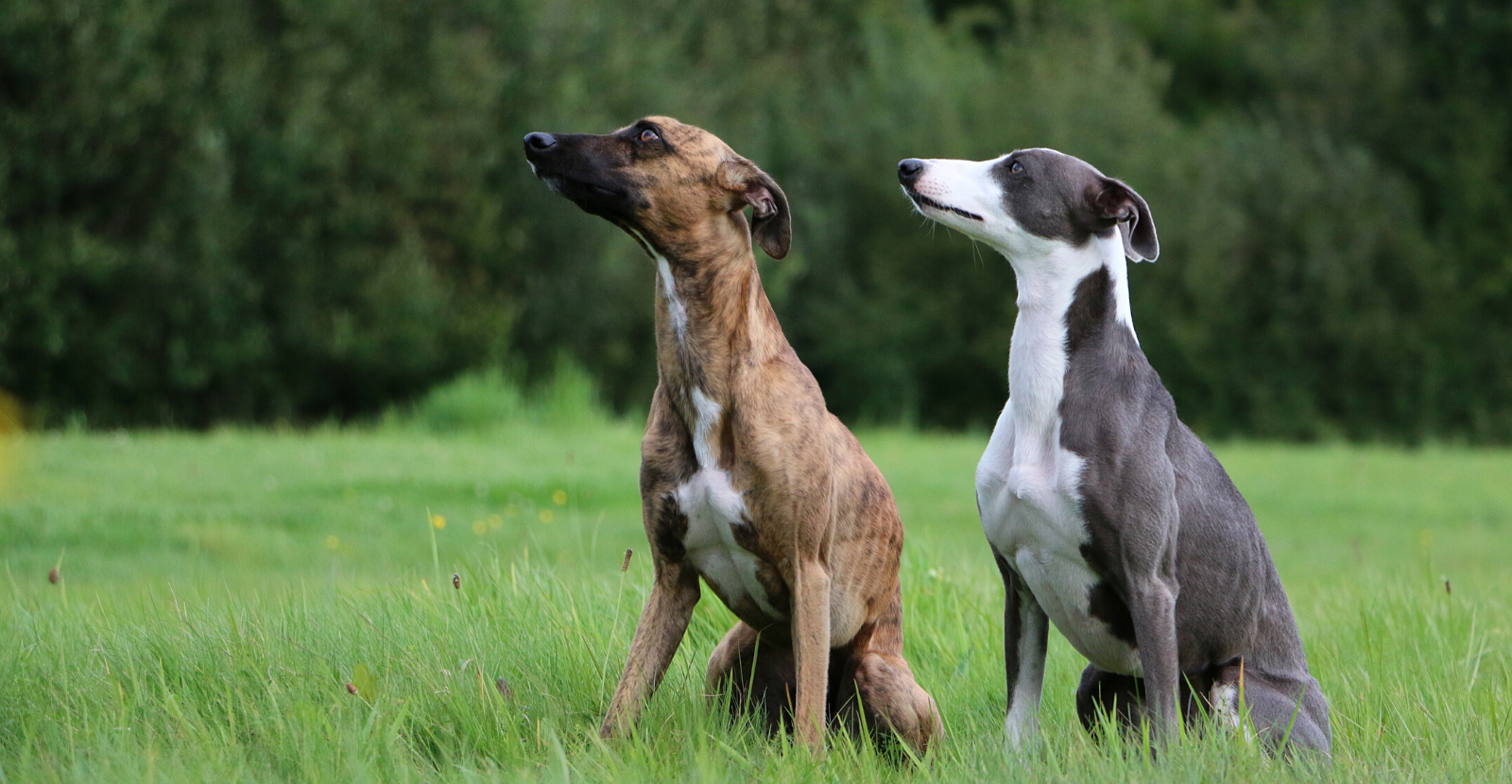 2 dogs greyhounds