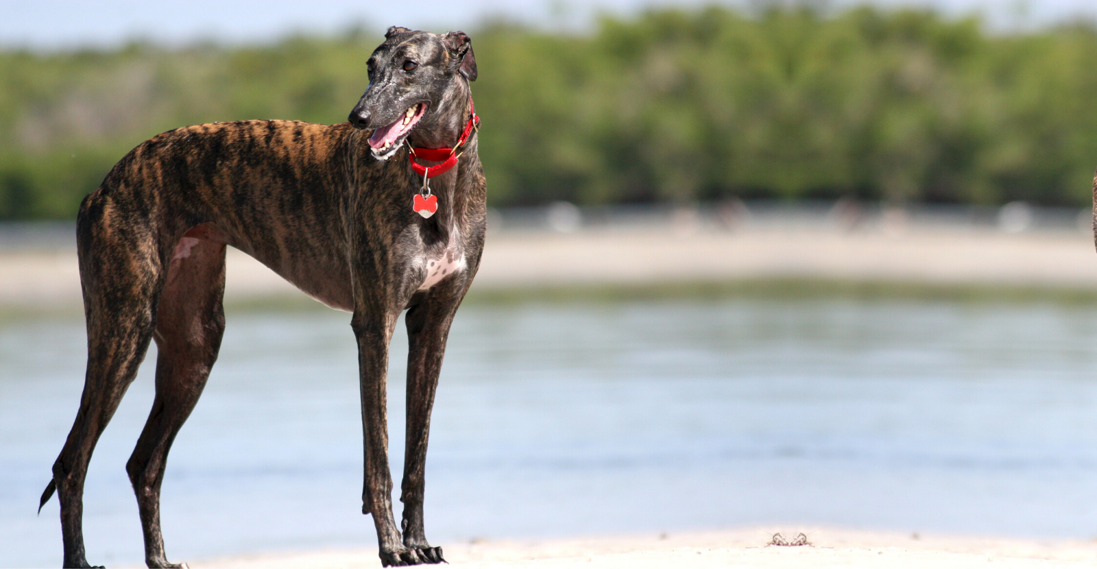 Lovely greyhound