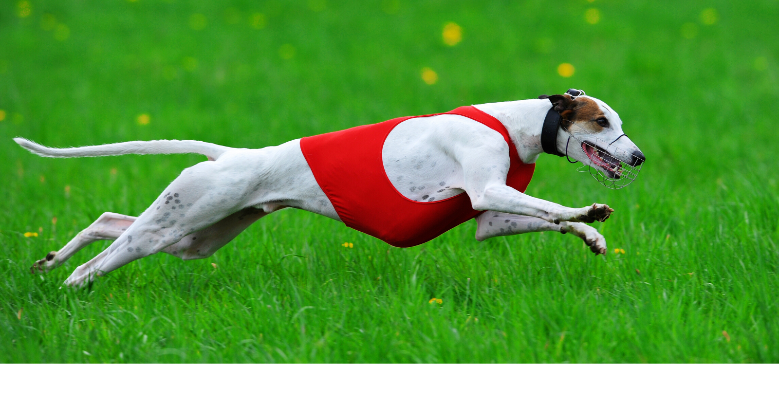 Racing Greyhound