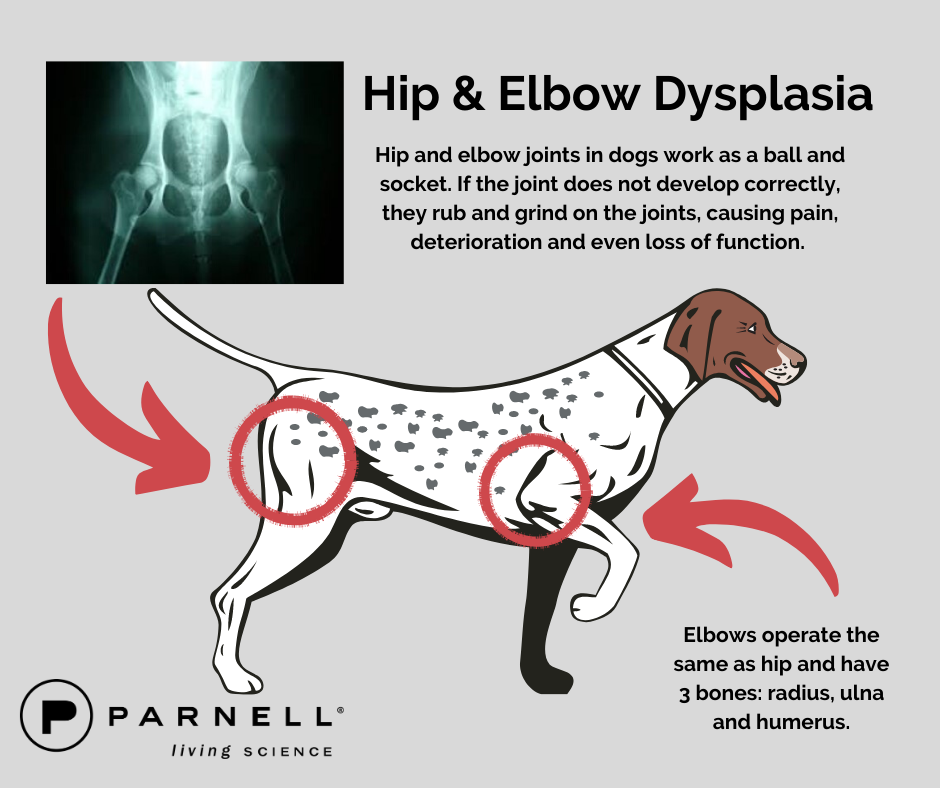 Joint Problems: Hip & Elbow Dysplasia in Dogs