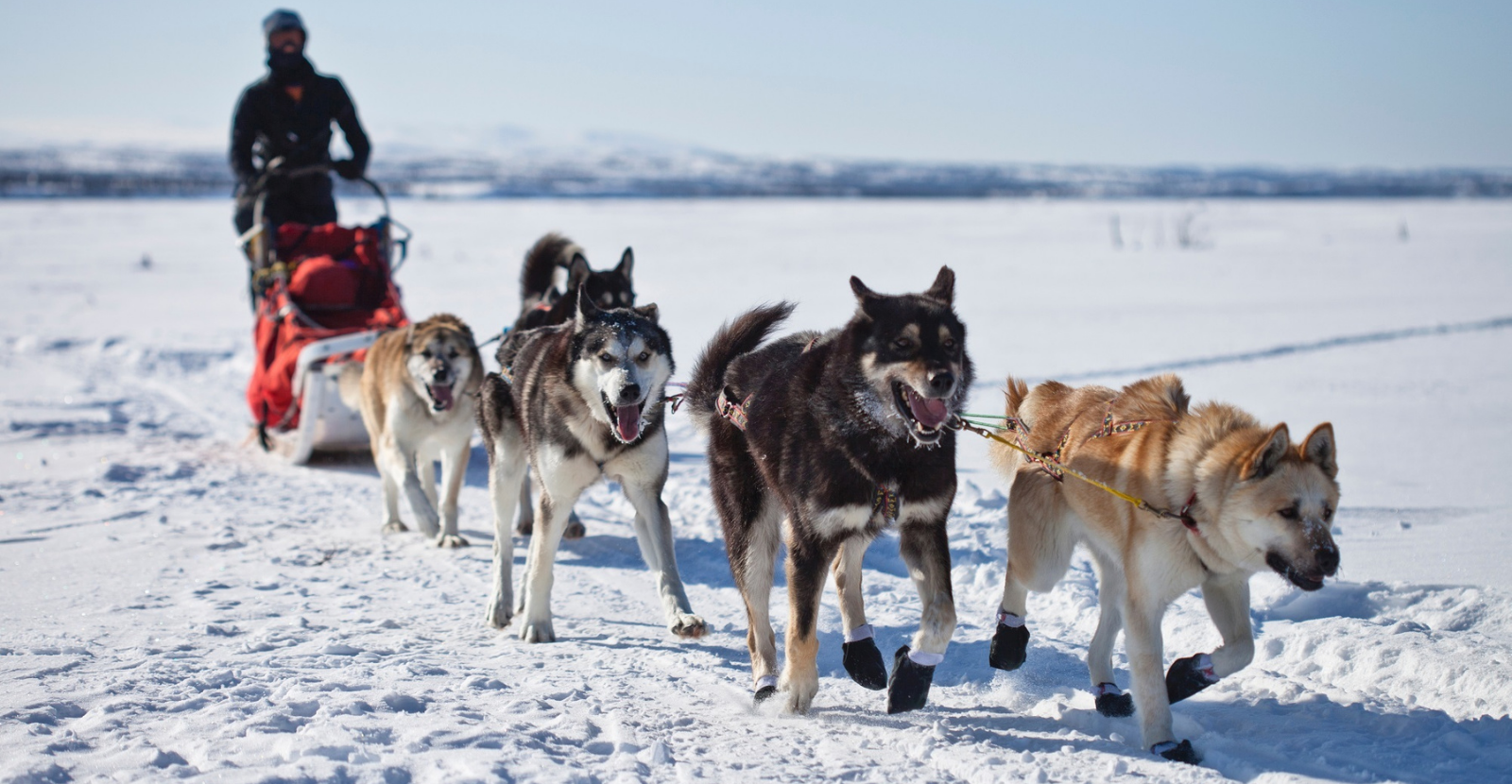 Sled dogs