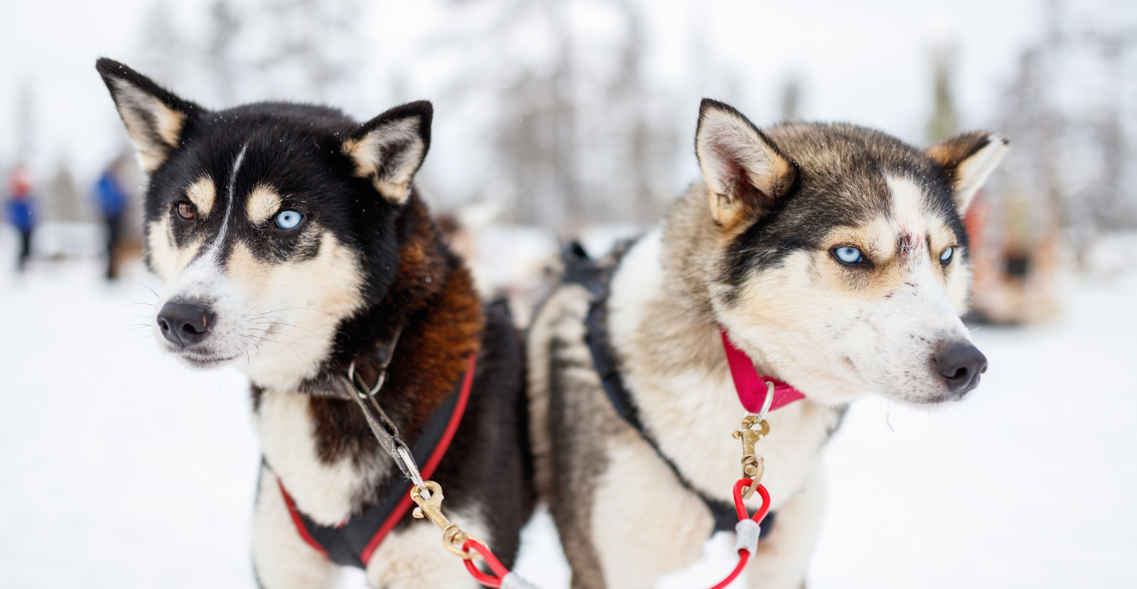 sled dogs close up