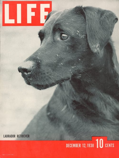Life Magazine's Labrador Cover, 1938
