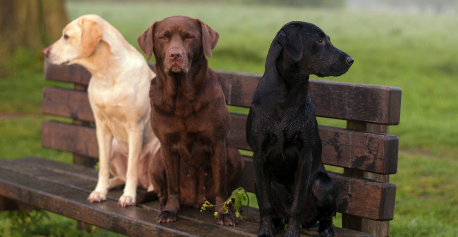 3 colors Labrador