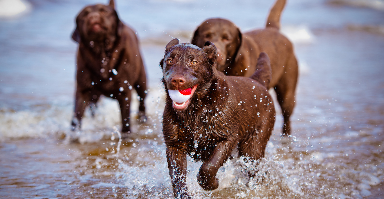 Athletic Labradors