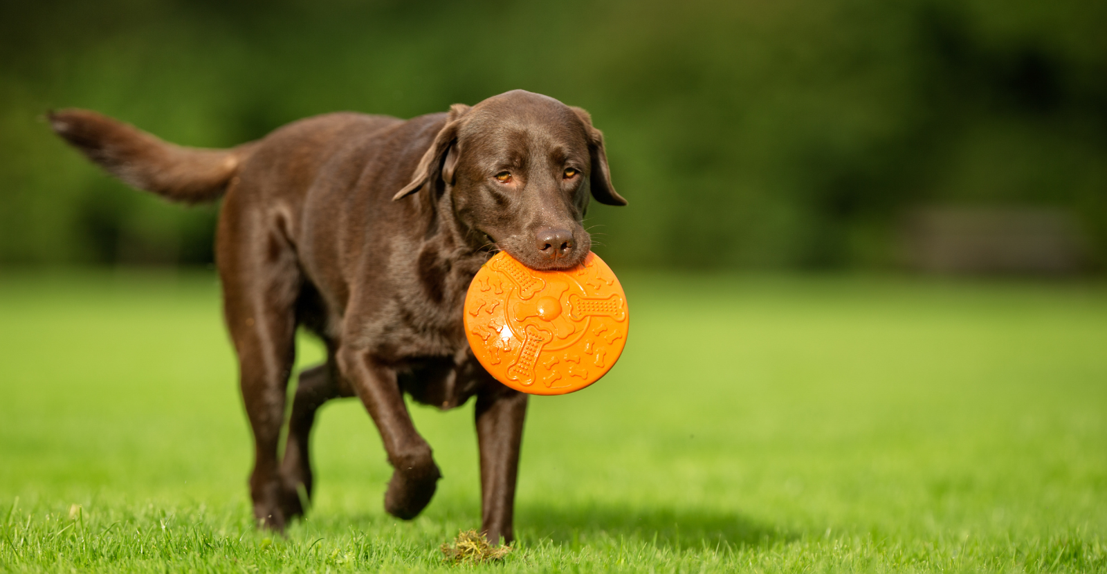 Chocolate Labrador