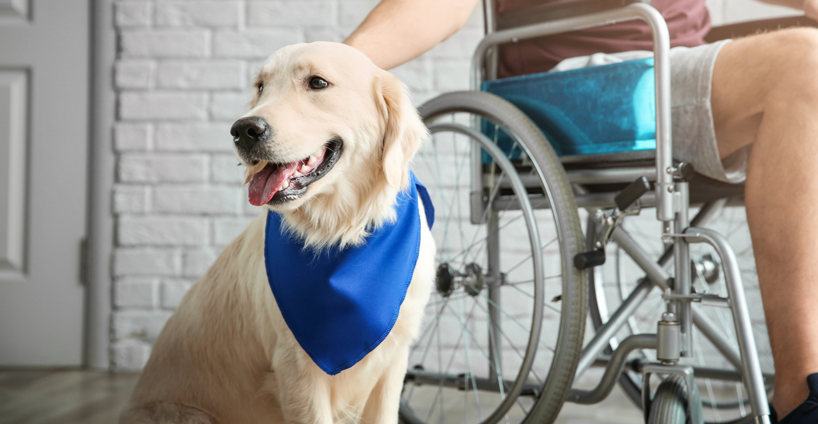 Service Dog Labrador