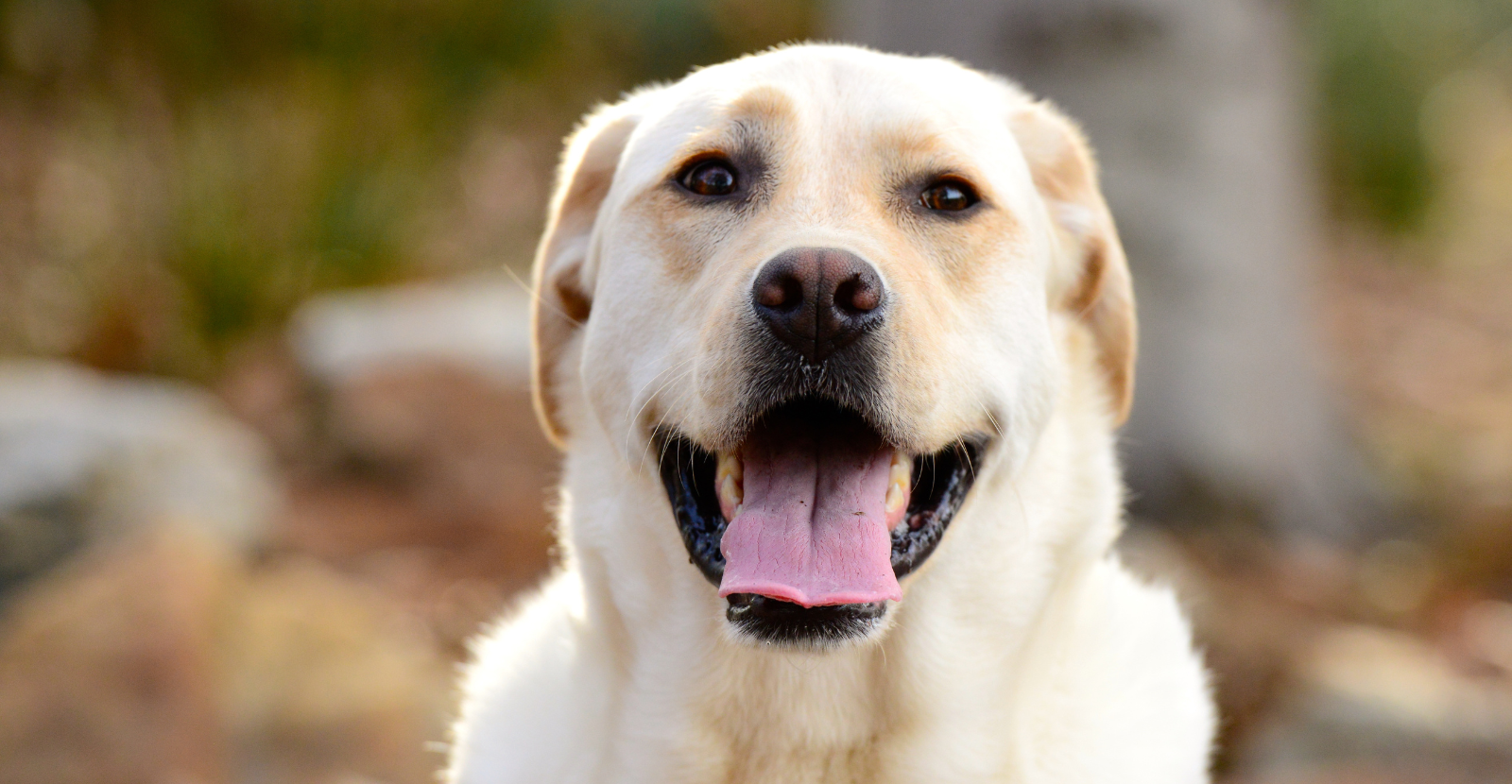 Yellow Labrador