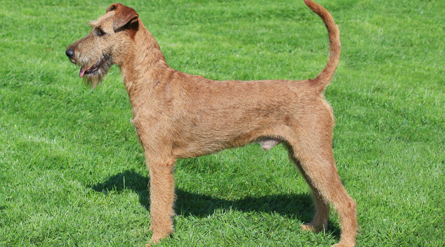 Irish breed dogs Irish Terrier