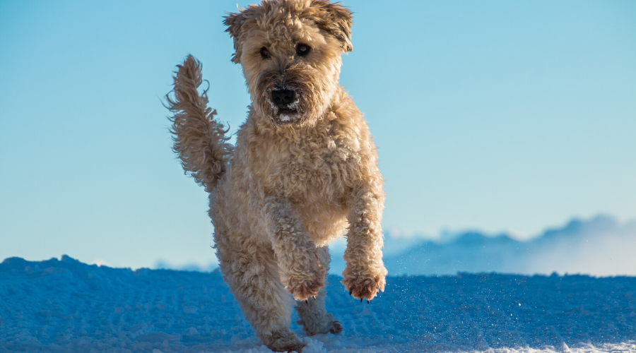 Irish breed dogs Irish Wheaten Terrier