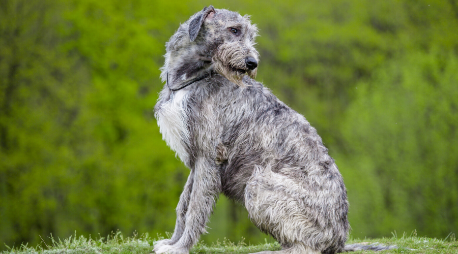 Irish breed dogs Irish Wolfhound