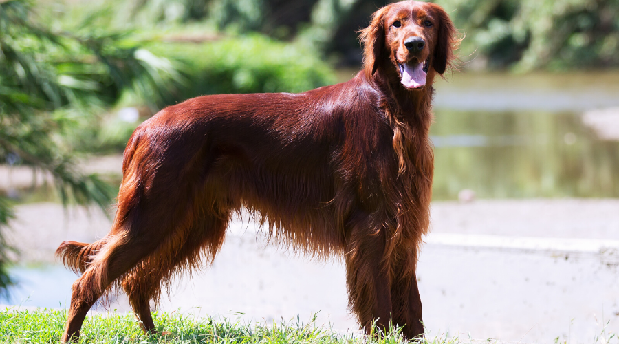 Celebrate Luck of the Irish Wolfhound & Irish Setter