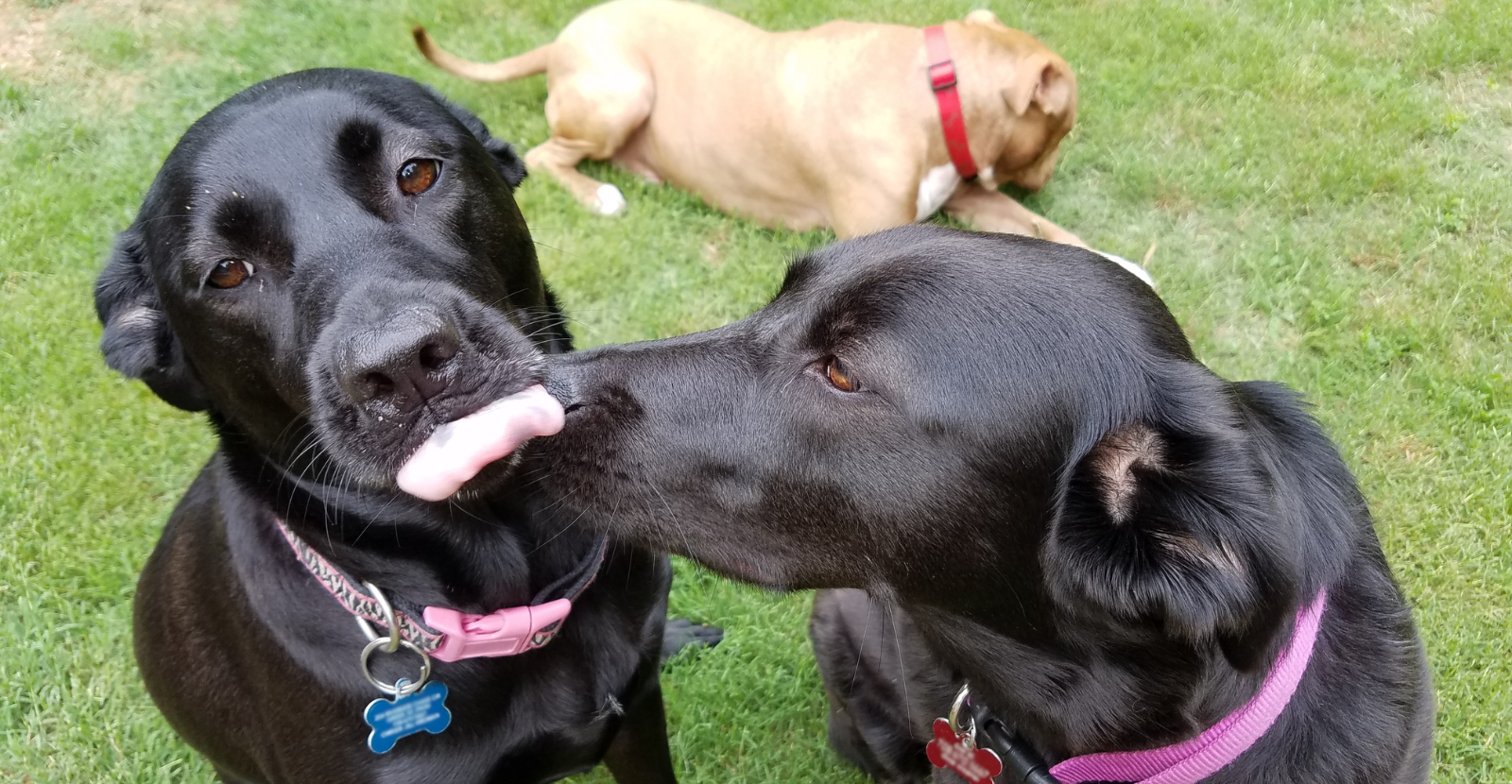 Doggie play date