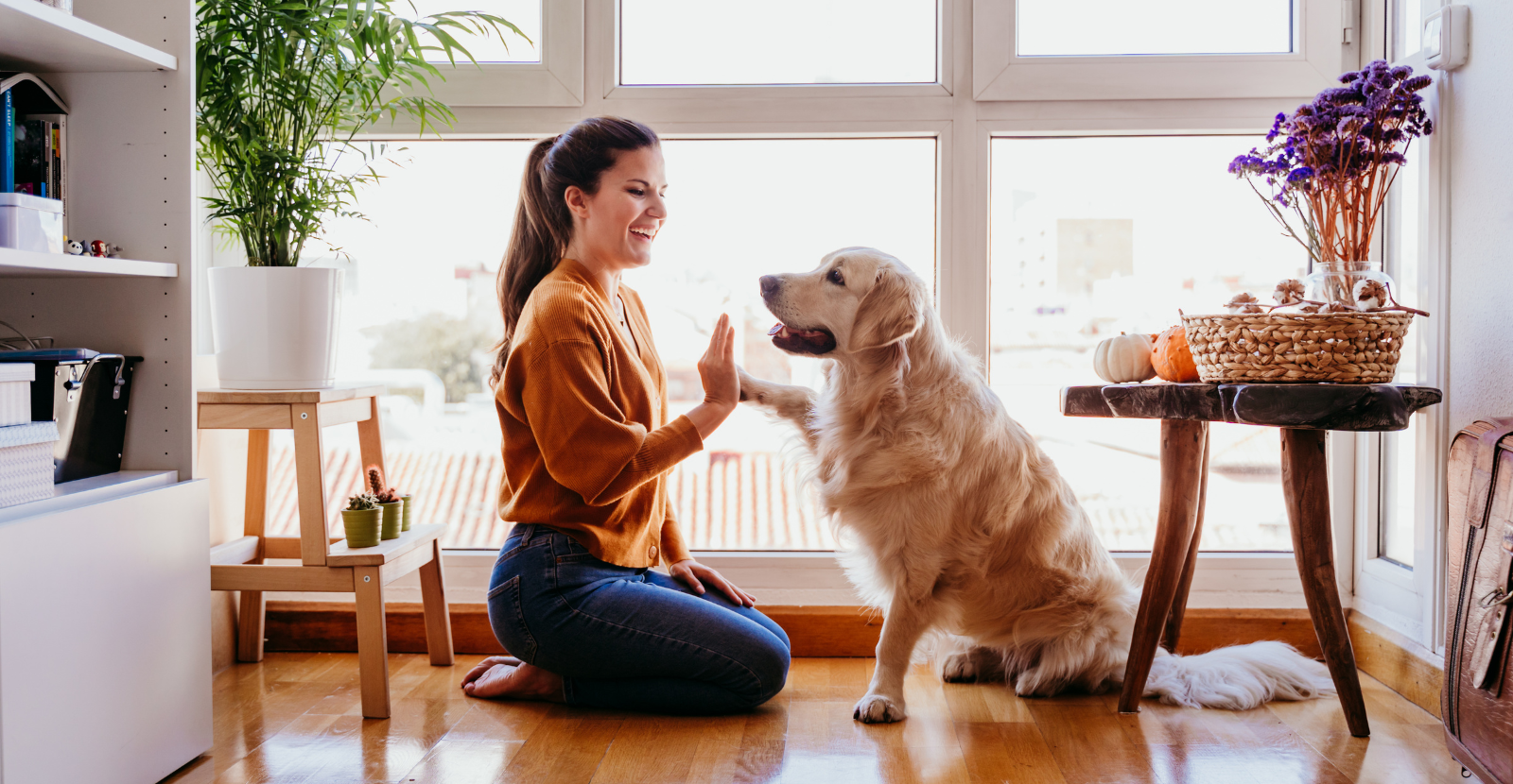 Teach your dog a trick