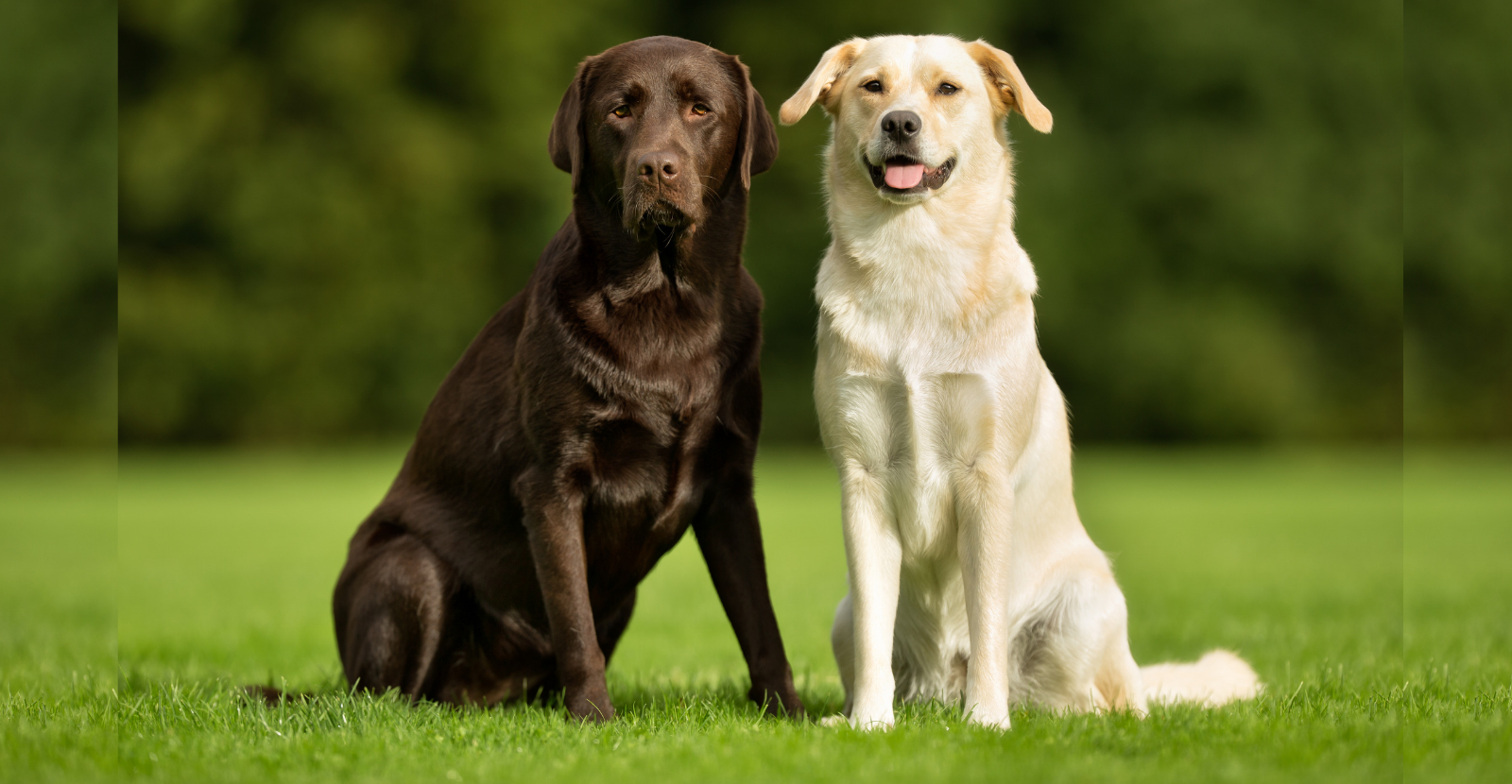 Labradors