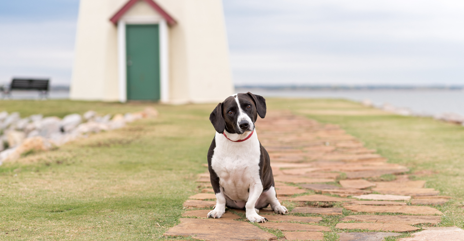 Mixed border collie