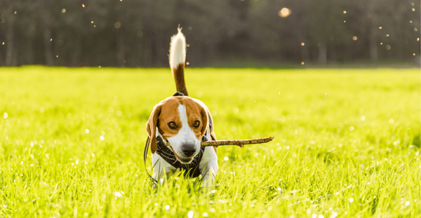 Beagle with stick