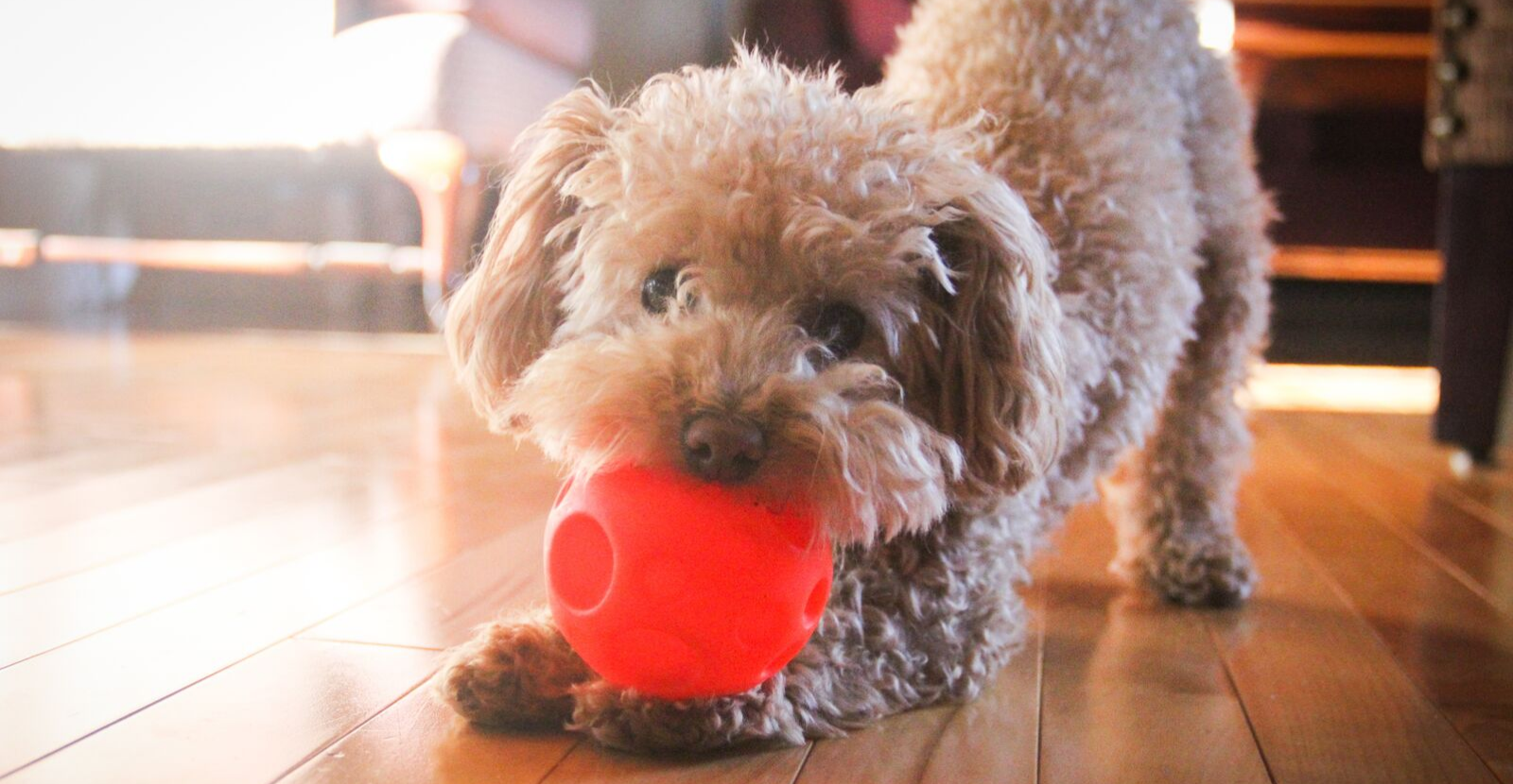 Adorable Poodle Puppy Cut