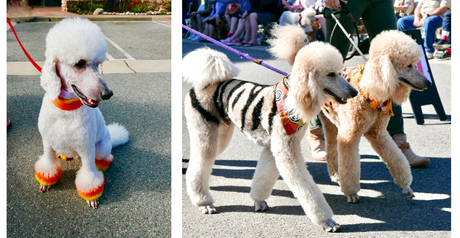 standard poodle clothes