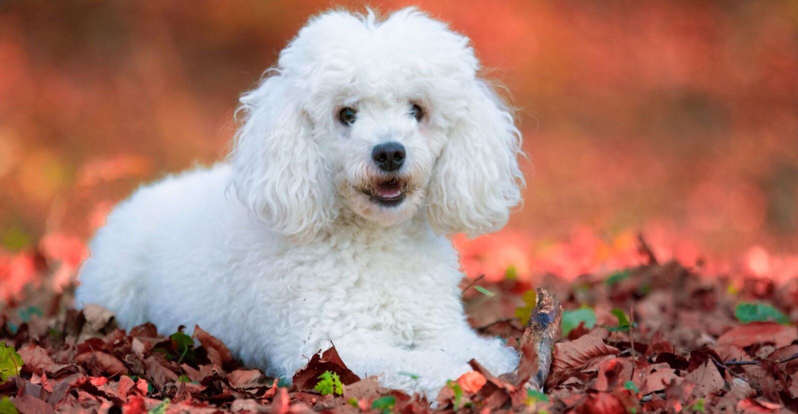 White Minature Poodle