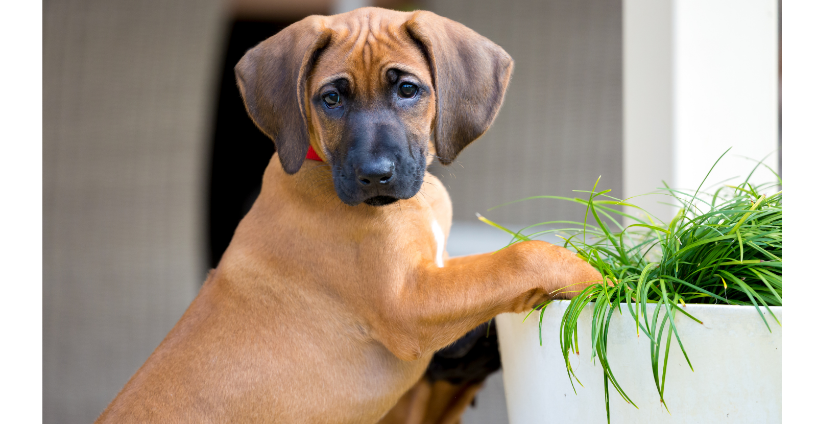 Adorable Rhodesian Ridgeback Puppy