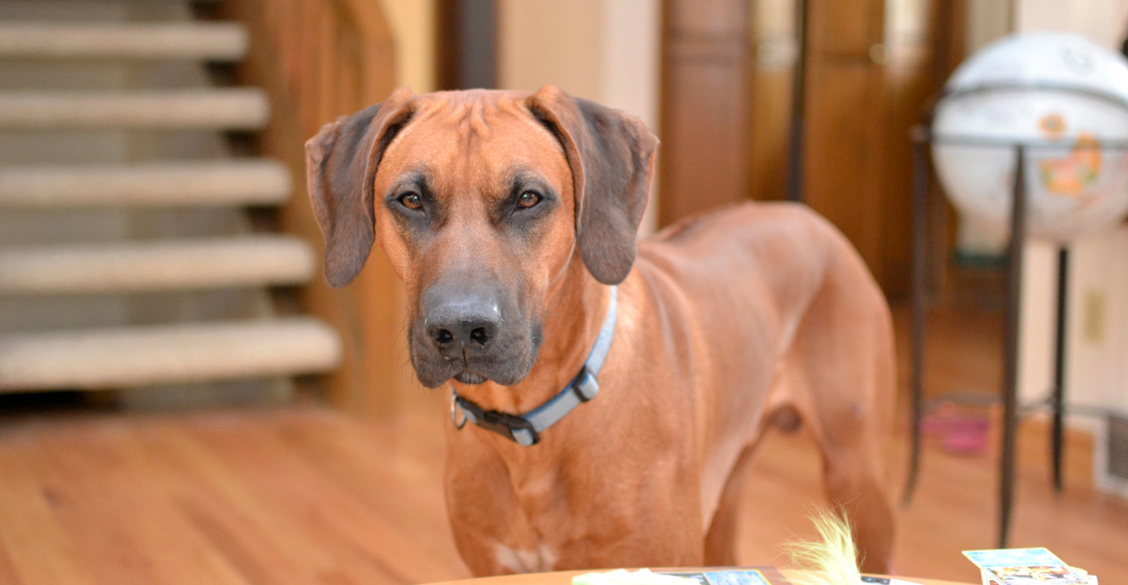 Beautiful Rhodesian Ridgeback Great Family Dog