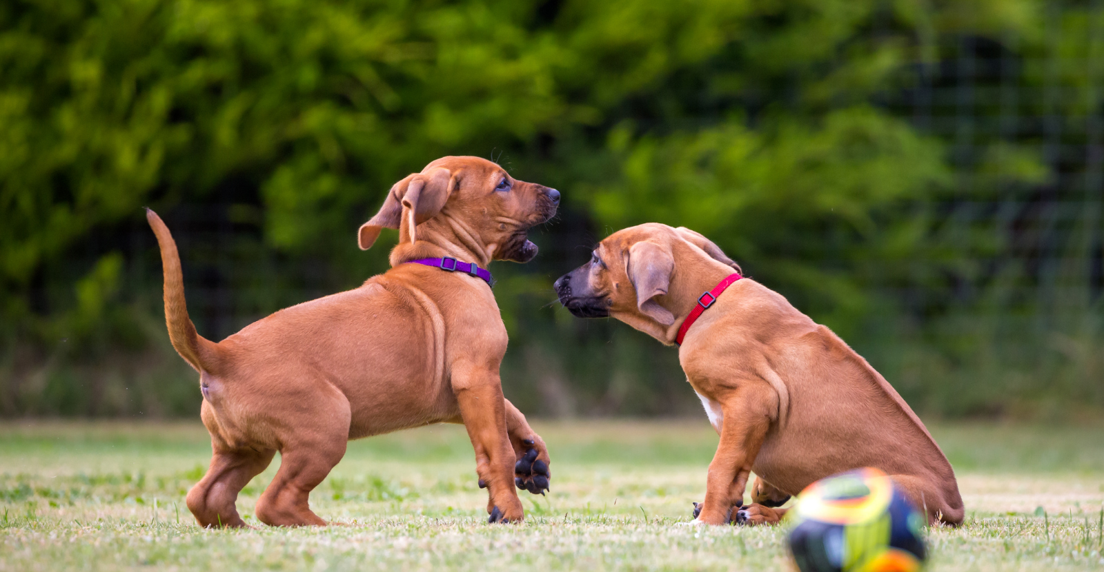 Playful Rhodesian Ridgeback Puppies