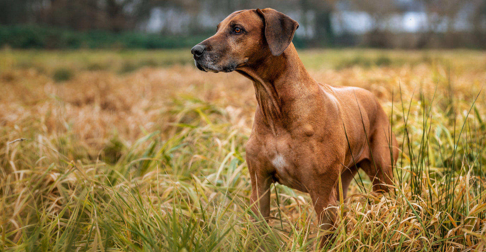 Rhodesian Ridgeback Adult Hunting