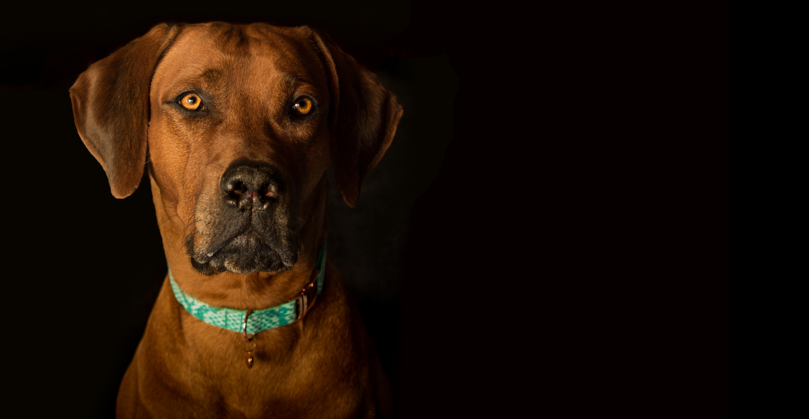 Rhodesian Ridgeback Adult Picture