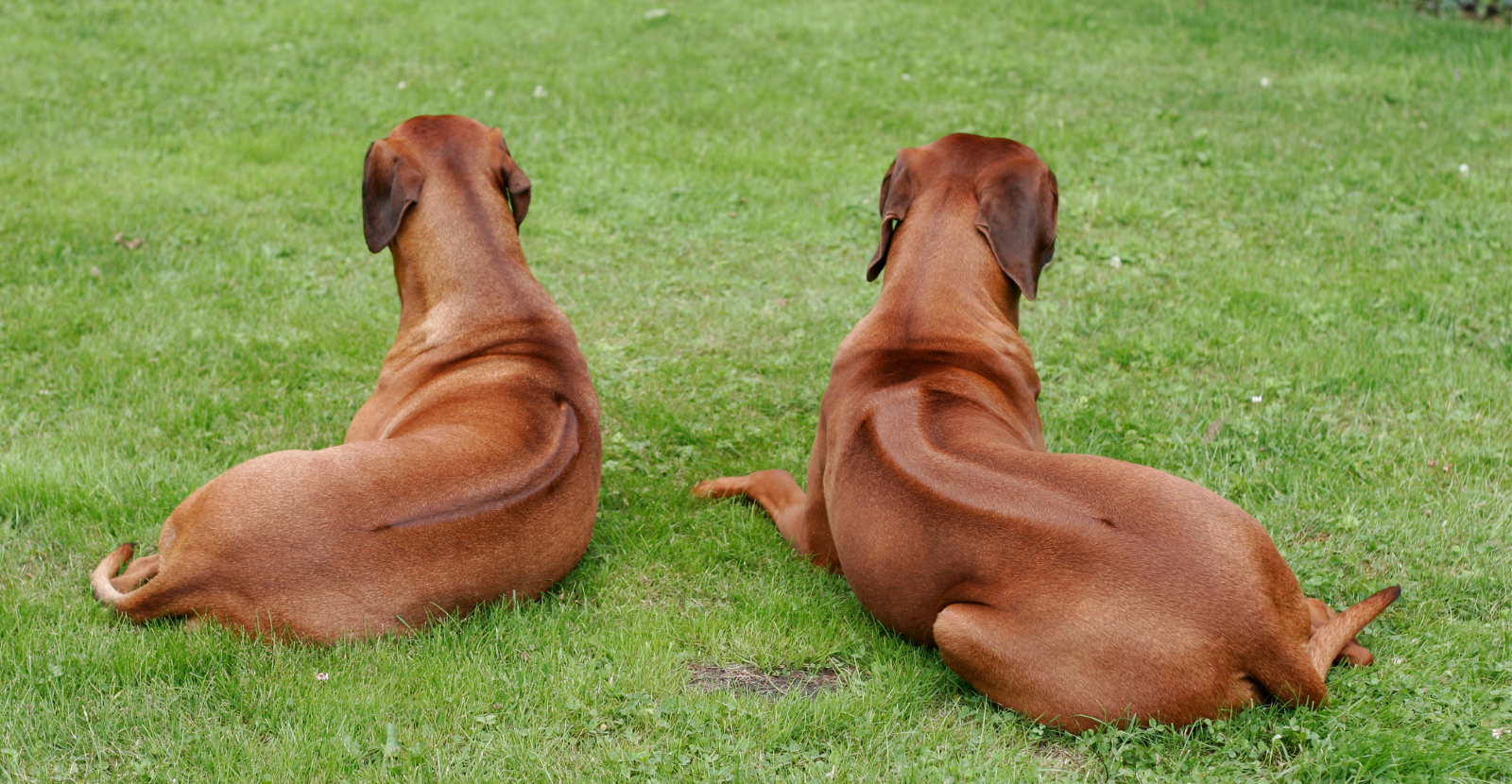 Rhodesian Ridgeback Dogs Ridge View