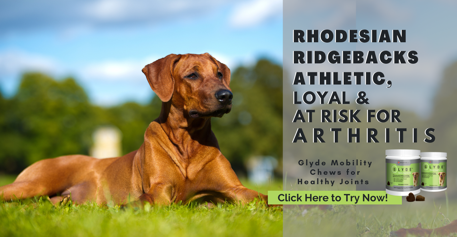 Rhodesian Ridgebacks Love GLyde