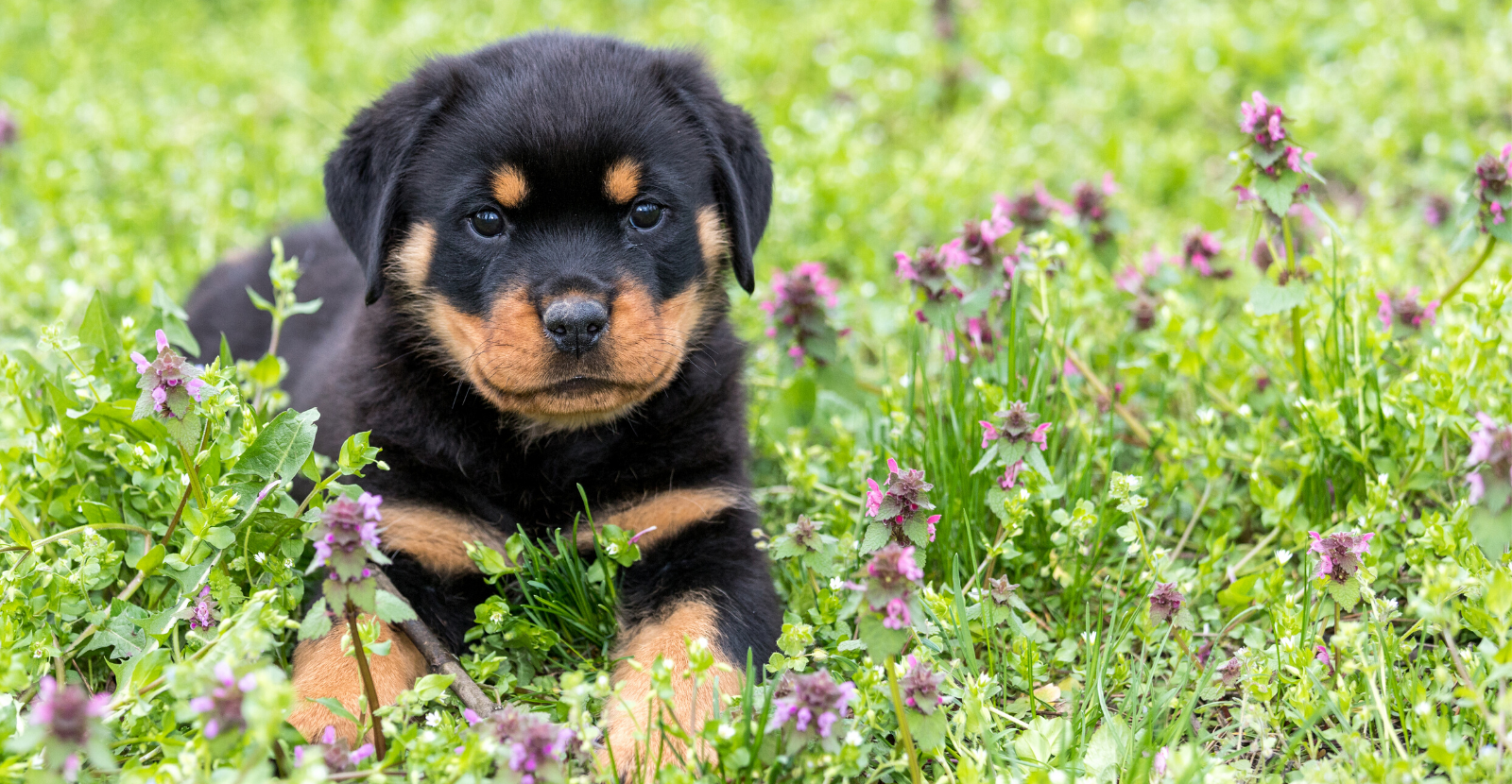 Rottie Puppy