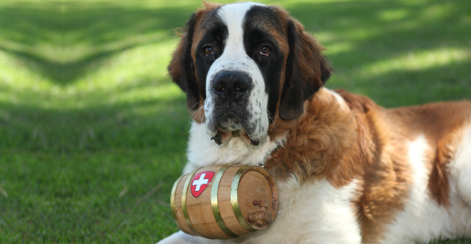 Iconic St Bernard