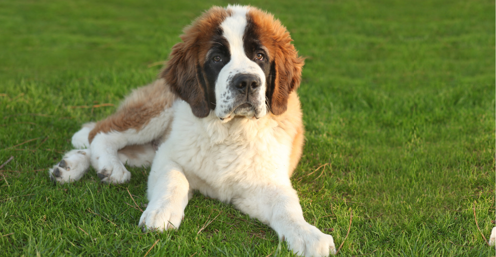 Saint Bernards are Beautiful