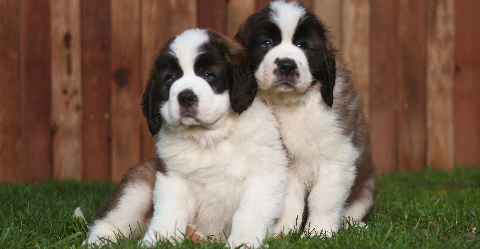 dog breed saint bernard puppy