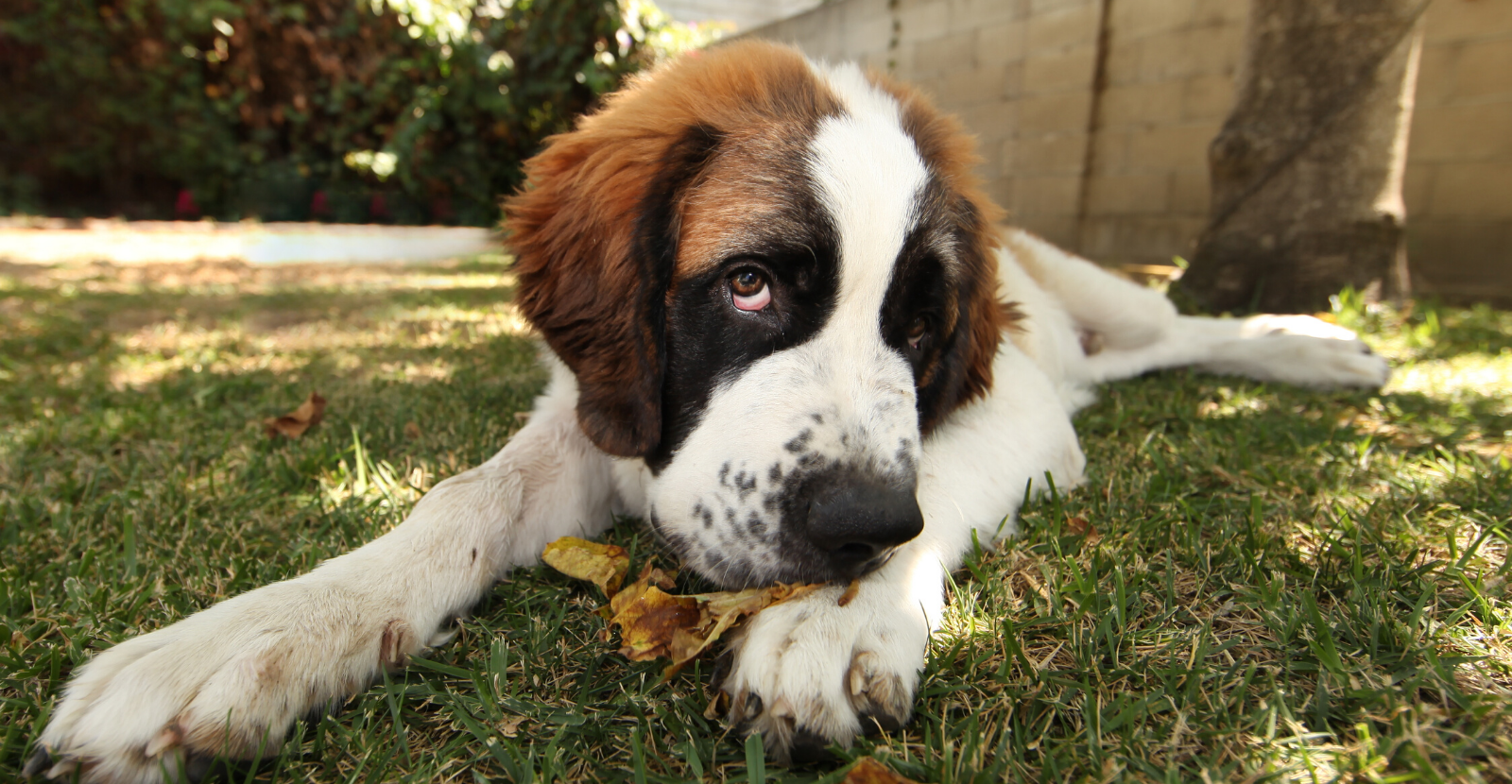 St bernards are